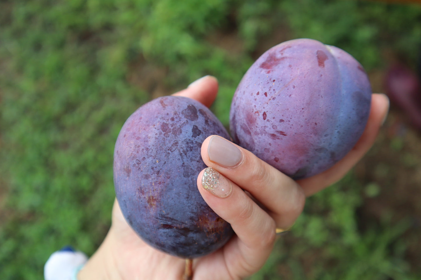 オータムキュート