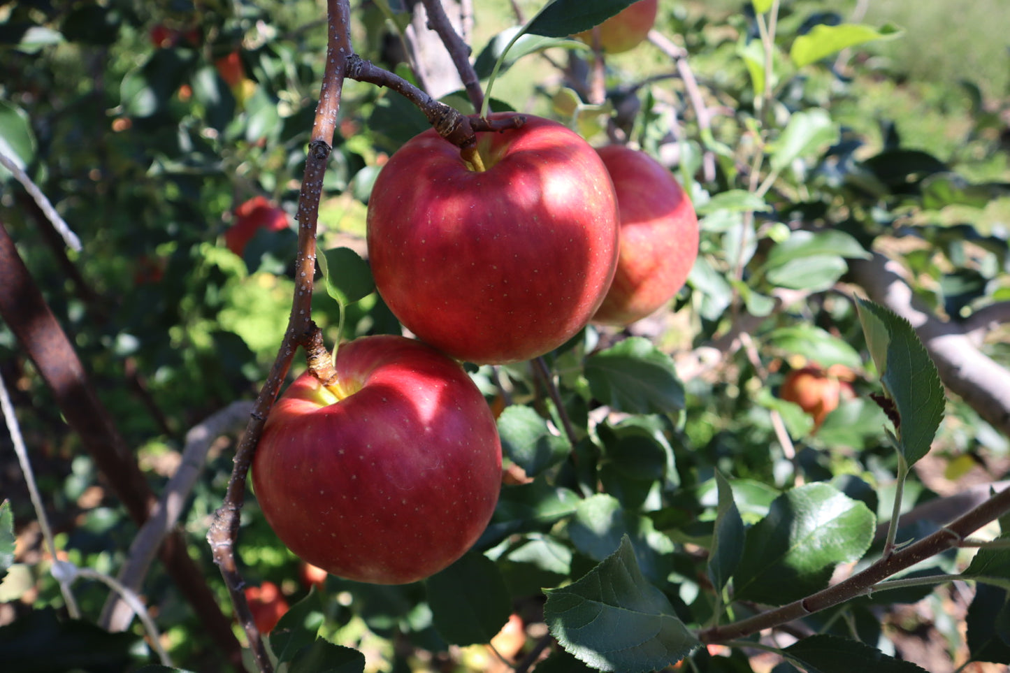 【贈答用】サンふじ