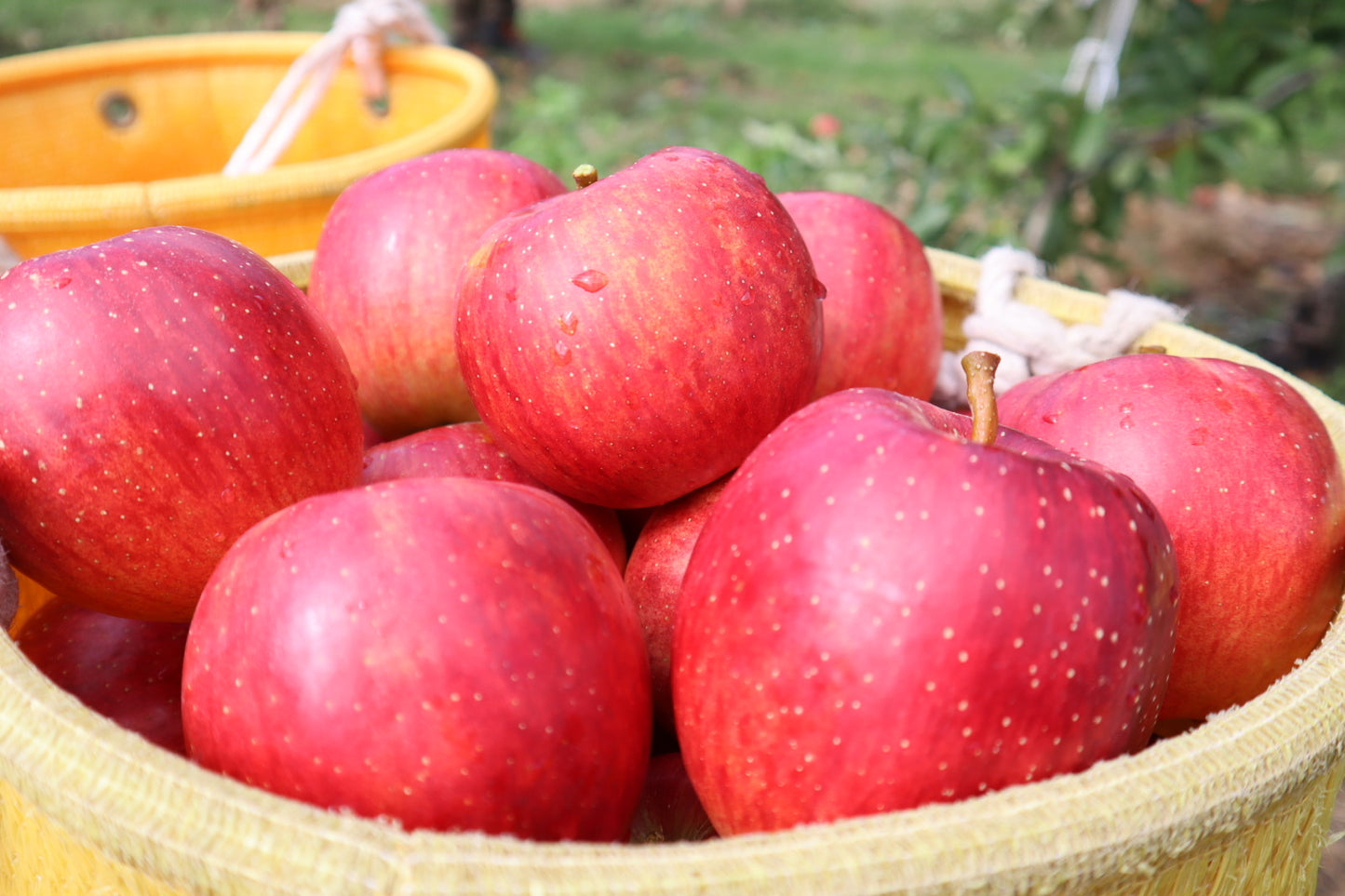 【家庭用】シナノドルチェ