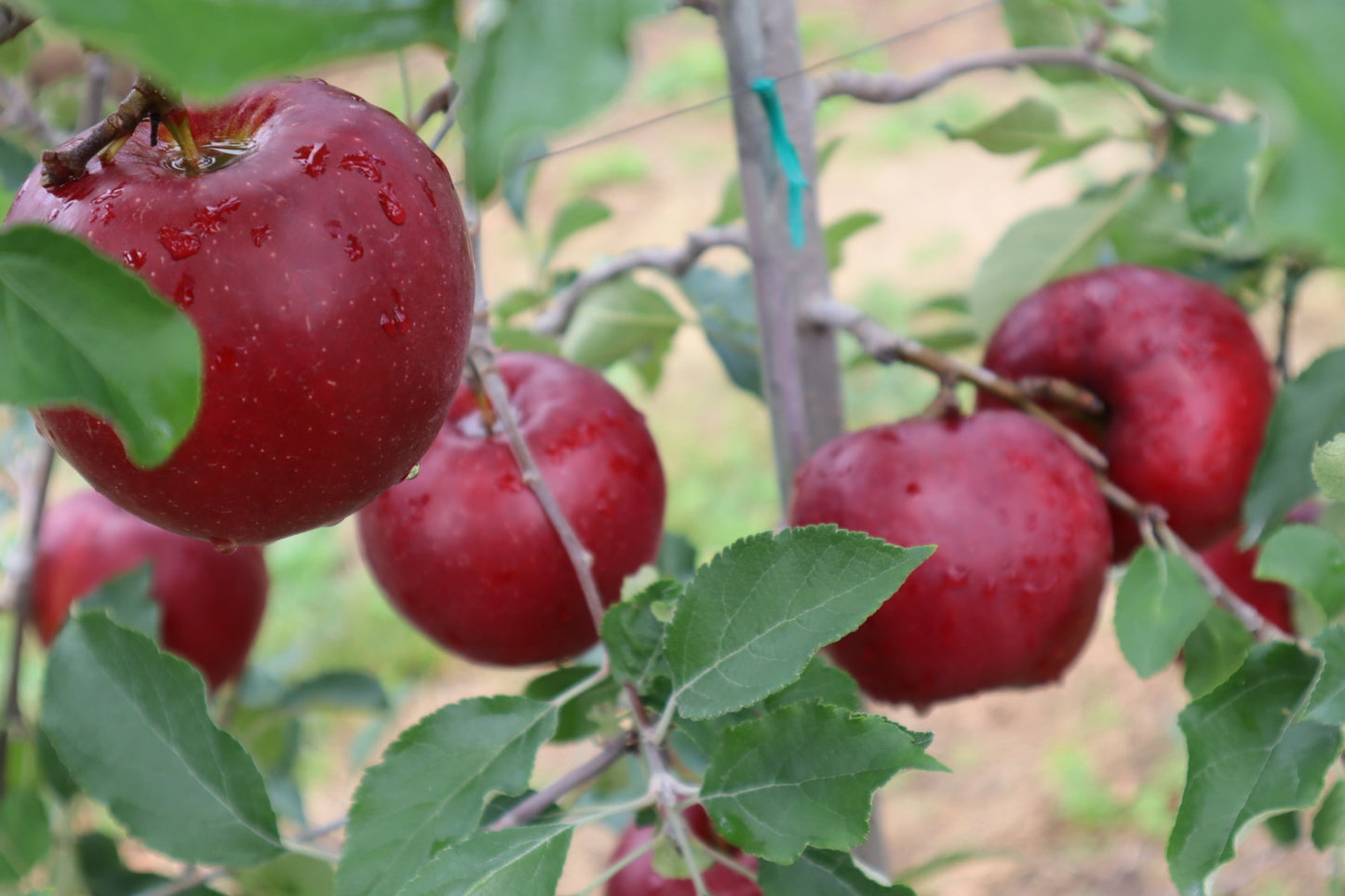 【家庭用】紅玉