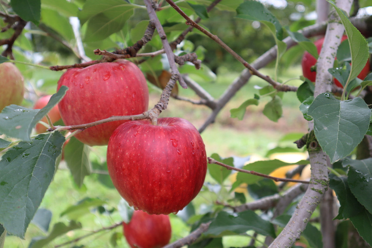 【贈答用】シナノスイート