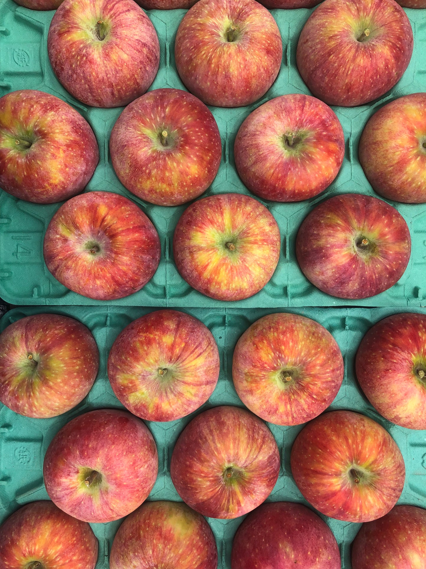 【家庭用】つがる