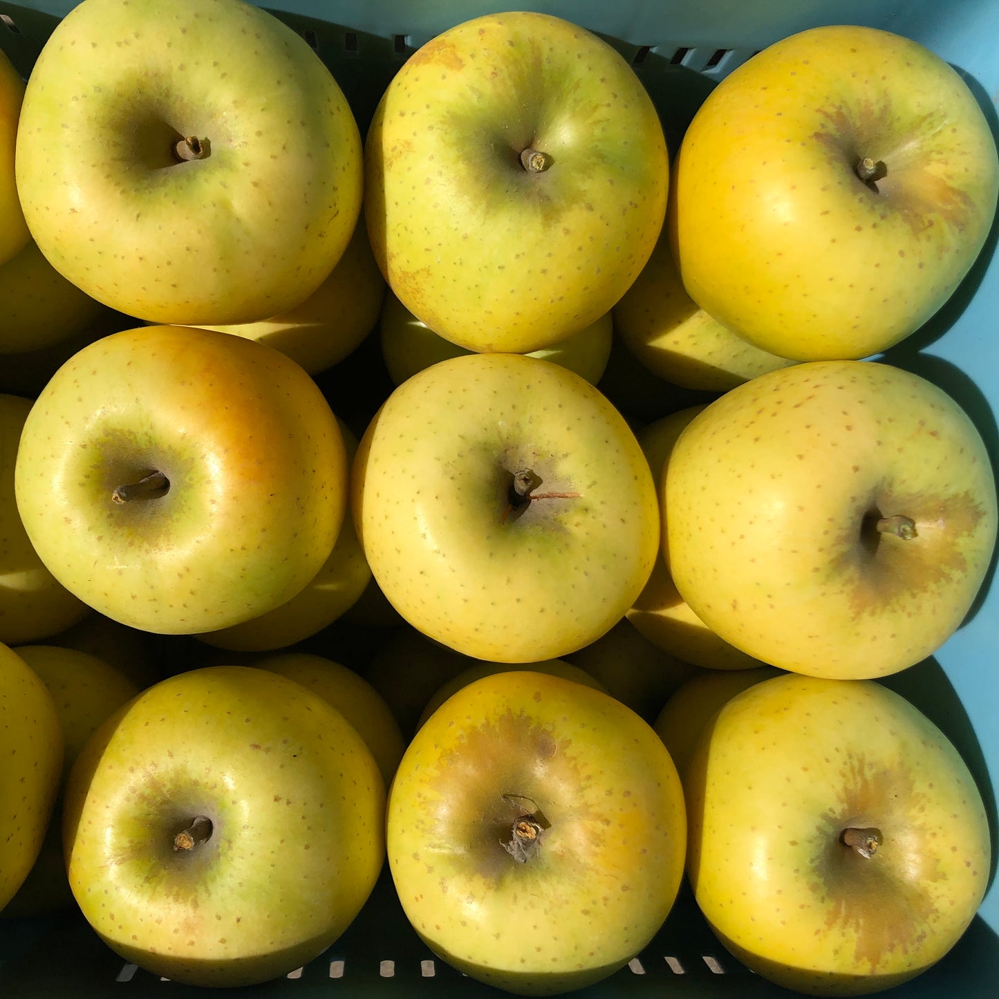 【家庭用】シナノゴールド