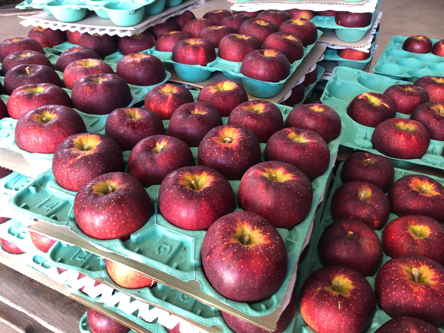 【家庭用】秋映