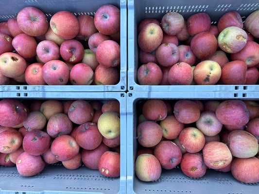 11/22 9:30〜売切れ次第閉店