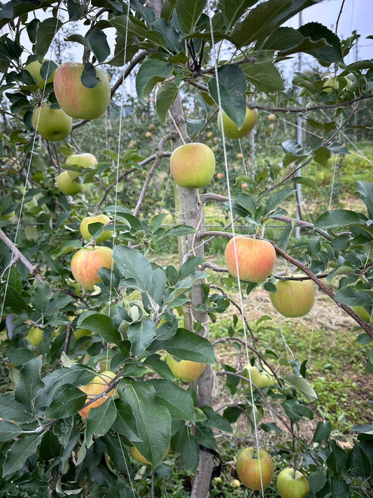 鳥避けのヒモ張り