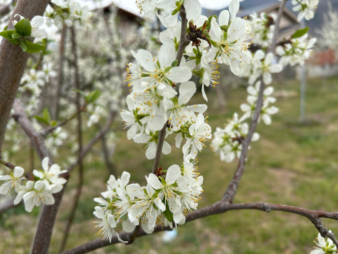 プルーンの花が満開！