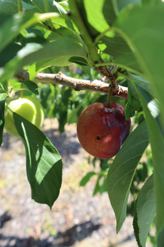すもも、やられたー！