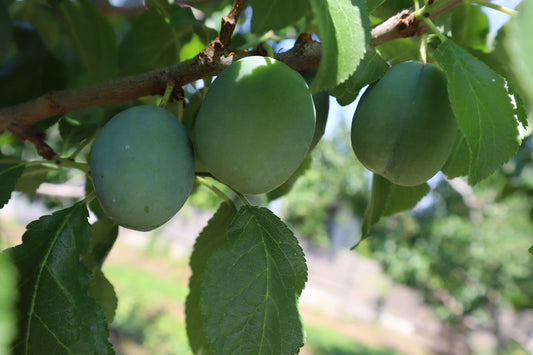 プルーンは順調