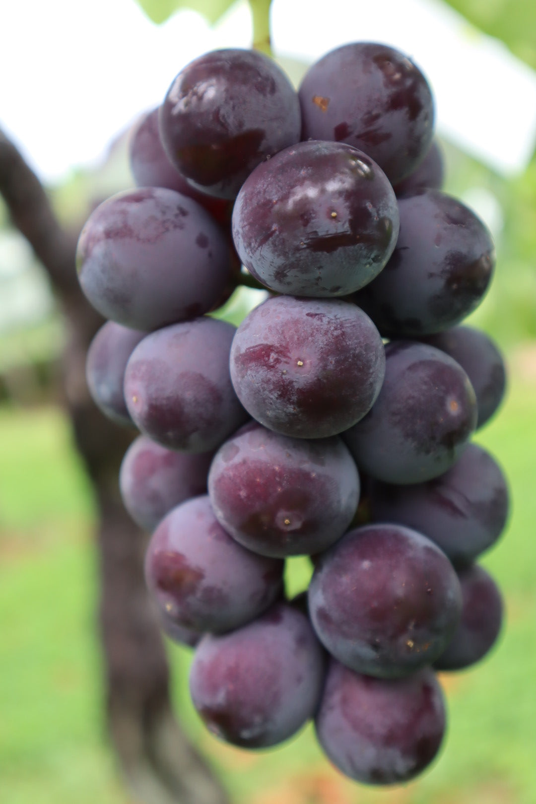 ぶどう販売始まります