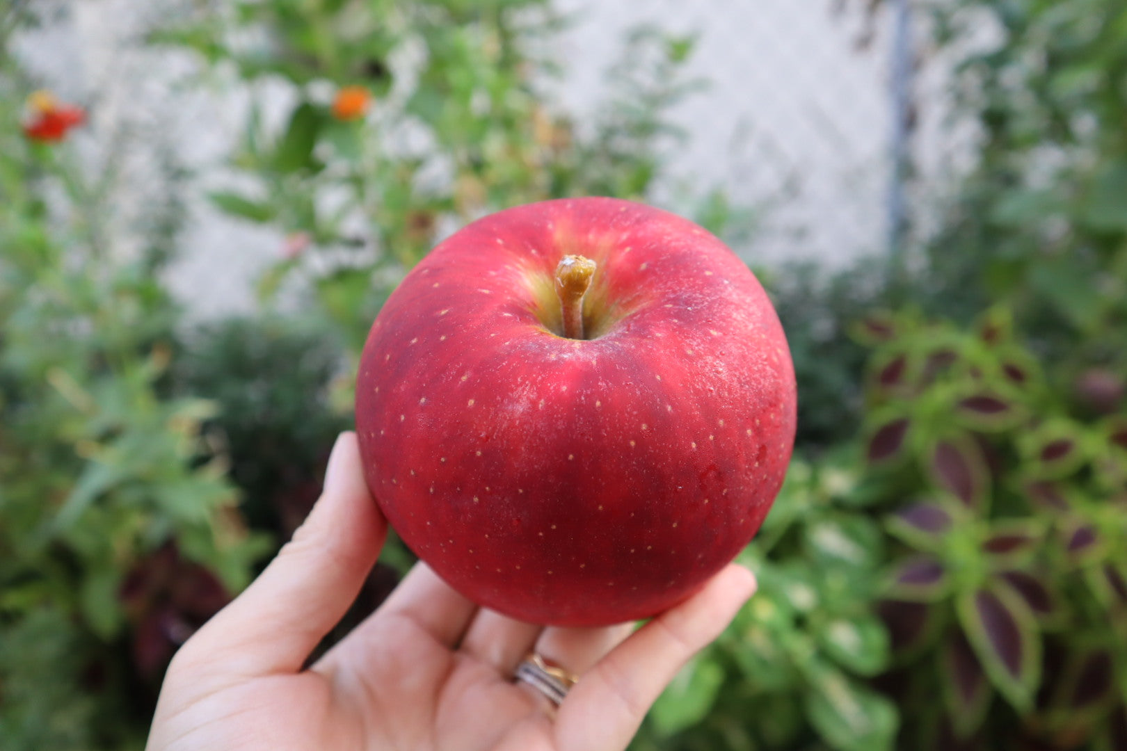 9/13 直売所 – 永井果樹園