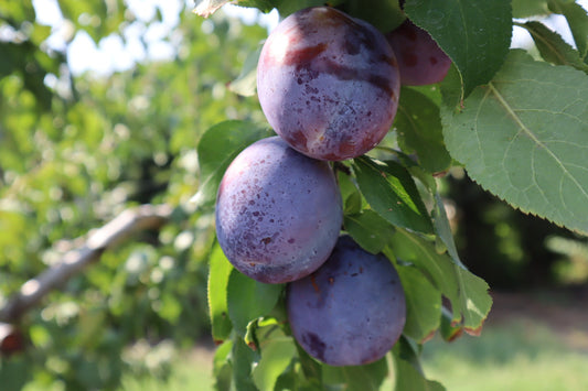 【信州上田地域マルシェin日本橋】