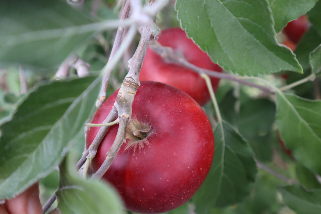 10/7  直売所　明日はお休みです！