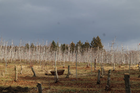 小諸の畑、切って抜いて